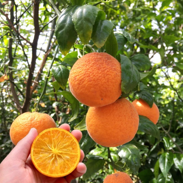 2 Cold Hardy Mandarin Orange Plants, X-639 Citrandarin, 3-4 inches, Bare Root - Read Description!