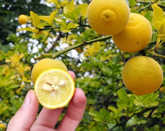 2 Cold Hardy Citrus Trifoliate Orange Plants (-15F), 3-4 inches, Bare Root - Read Description!