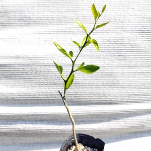 Prague Chimera Hardy Mandarin Orange Tree - Grafted 1 Qt - Read Description!