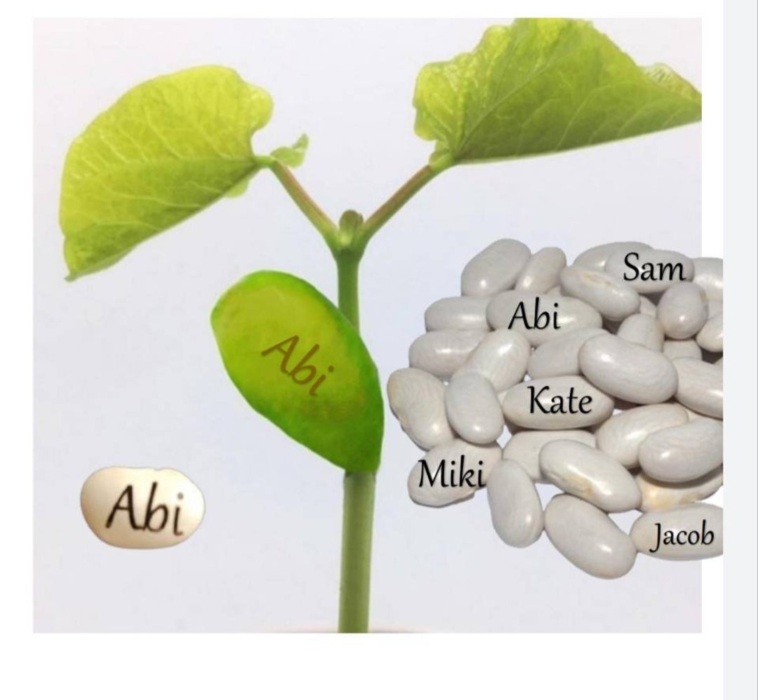 Personalised Magic Beans, Grow Your Own Beanstalk, Personalised Magic ...