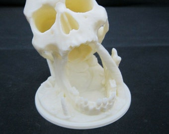 Medieval Skull Display Small Size (3d Printed Cream) Halloween