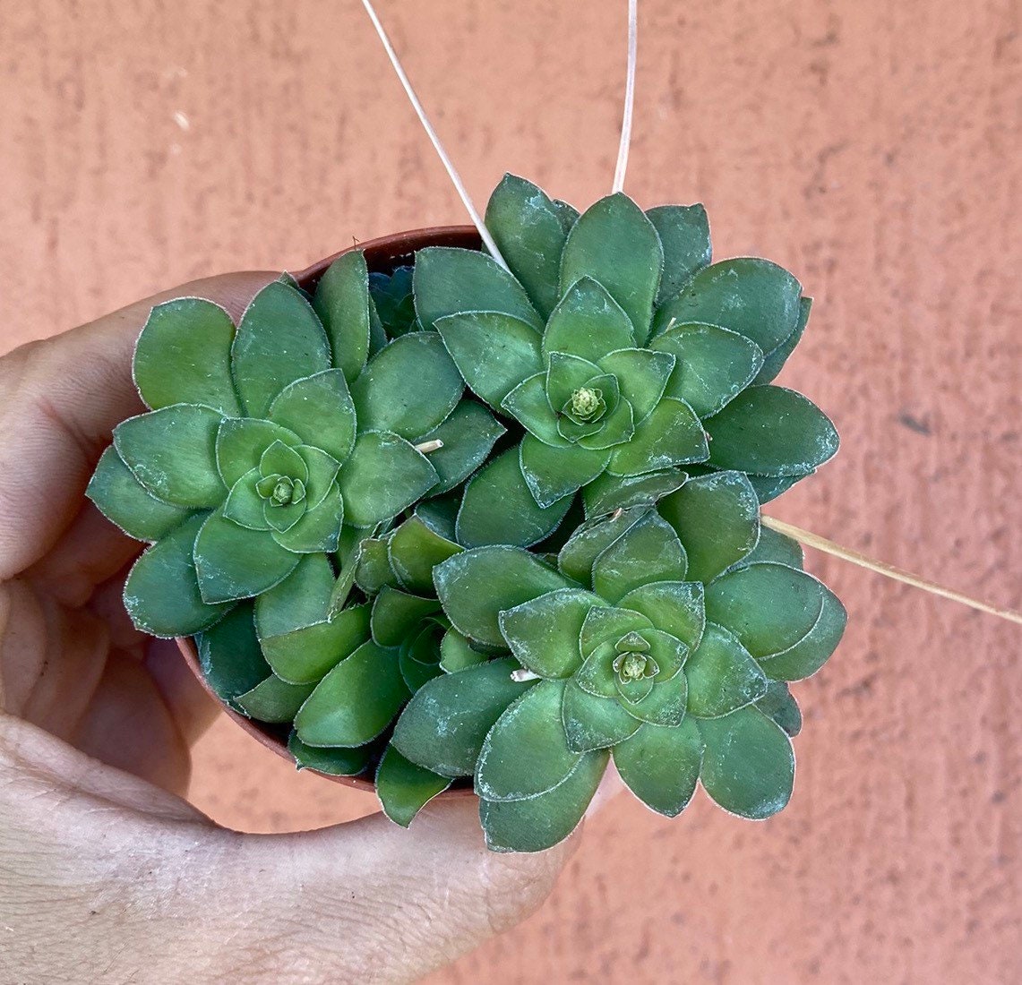 Crassula Orbicularis