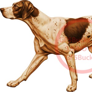Può includere: Illustrazione digitale di un cane Pointer di profilo, che mostra il suo mantello maculato. Il pelo del cane è un mix di bianco e marrone, con macchie e puntini marroni. Il cane è in posa da passeggio, con la coda estesa.