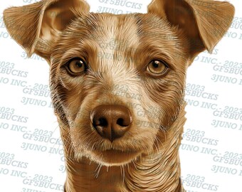 Puede incluir: Primer plano de un perro marrón y blanco con un collar de cuero. El perro tiene una expresión seria y mira directamente a la cámara.