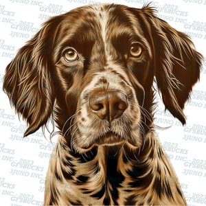 May include: A close-up portrait of a brown and white dog with a serious expression. The dog has brown eyes, a long snout, and floppy ears. The dog's fur is short and smooth.