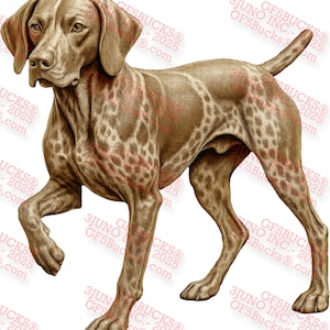 Op de afbeelding: Een gedetailleerde illustratie van een bruin-witte Duitse Korthaar staande met zijn hoofd naar links gedraaid. De hond heeft een gevlekte vacht en is afgebeeld in een realistische stijl.