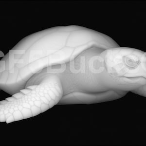 Peut inclure: Image en niveaux de gris d'une tortue de mer sur fond noir. La carapace, les nageoires et la tête de la tortue sont visibles, avec des textures détaillées. L'image est bien éclairée, soulignant la forme de la tortue.
