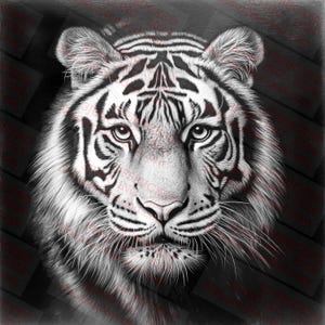 May include: A close-up black and white drawing of a white tiger's face. The tiger has black stripes and a serious expression.