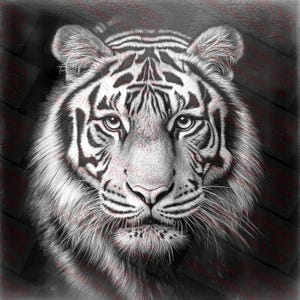 May include: A close-up of a white tiger's face. The tiger has black stripes and a white background. The tiger's eyes are closed and its mouth is slightly open.