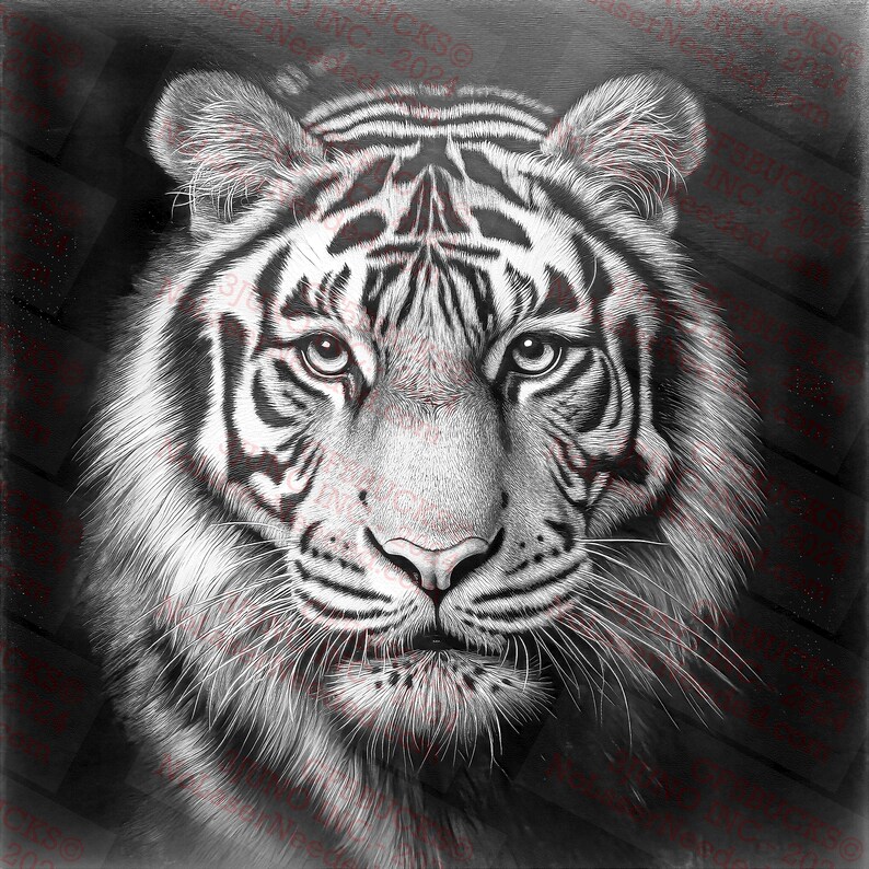 May include: A close-up of a white tiger's face. The tiger has black stripes and a white background. The tiger's eyes are closed and its mouth is slightly open.
