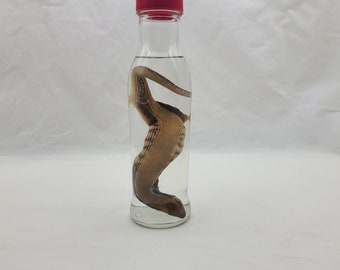 May include: A clear glass bottle with a red lid containing a preserved lizard. The lizard is curled up inside the bottle, with its head facing down.
