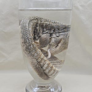 May include: A preserved lizard specimen in a clear glass jar. The lizard is coiled inside the jar, submerged in a clear liquid. The jar has a wide, cylindrical body and a flared base. The lizard's skin is patterned with shades of gray and tan.