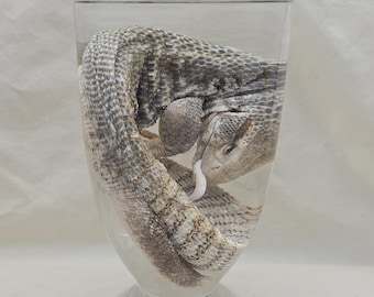 May include: A preserved lizard specimen in a clear glass jar. The lizard is coiled inside the jar, submerged in a clear liquid. The jar has a wide, cylindrical body and a flared base. The lizard's skin is patterned with shades of gray and tan.