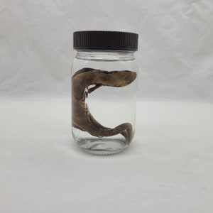 Wet Specimen Fire Skink Lizard oddities
