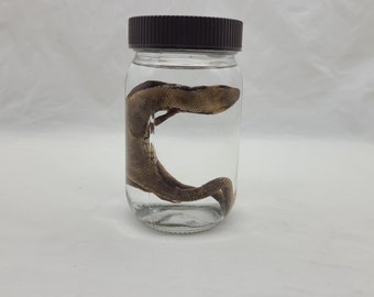 May include: A brown lizard preserved in a clear glass jar with a brown lid.