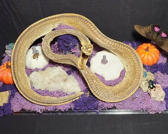 Python Taxidermy - Etsy