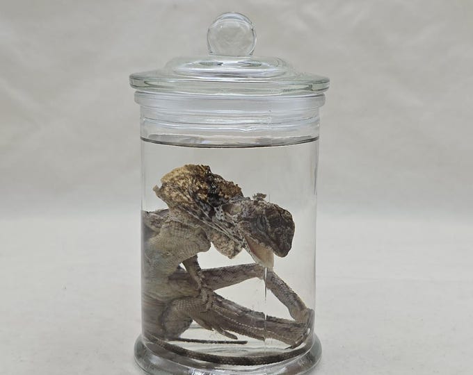 Wet Specimen Frilled-neck Lizard Preserved Reptile Oddities - Etsy