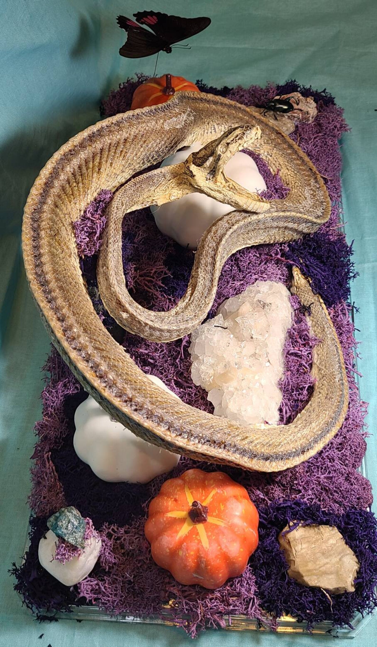 Mummified Ball Python Stillbite/quartz & Apatite Crystals Etsy