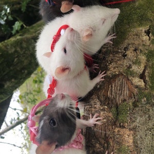ORIGINAL rat harness and leash set