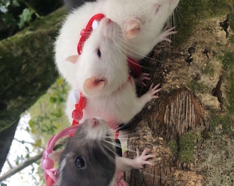 ORIGINAL rat harness and leash set