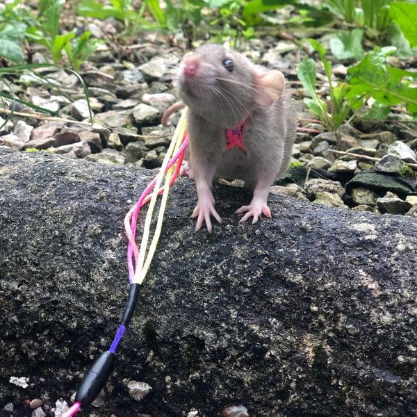 Ensemble harnais et laisse pour rats