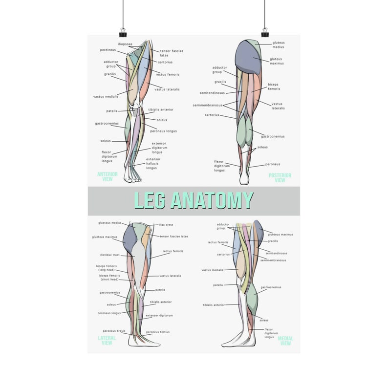 Leg Anatomy Illustrations Human Muscles Print Poster Art Print ...