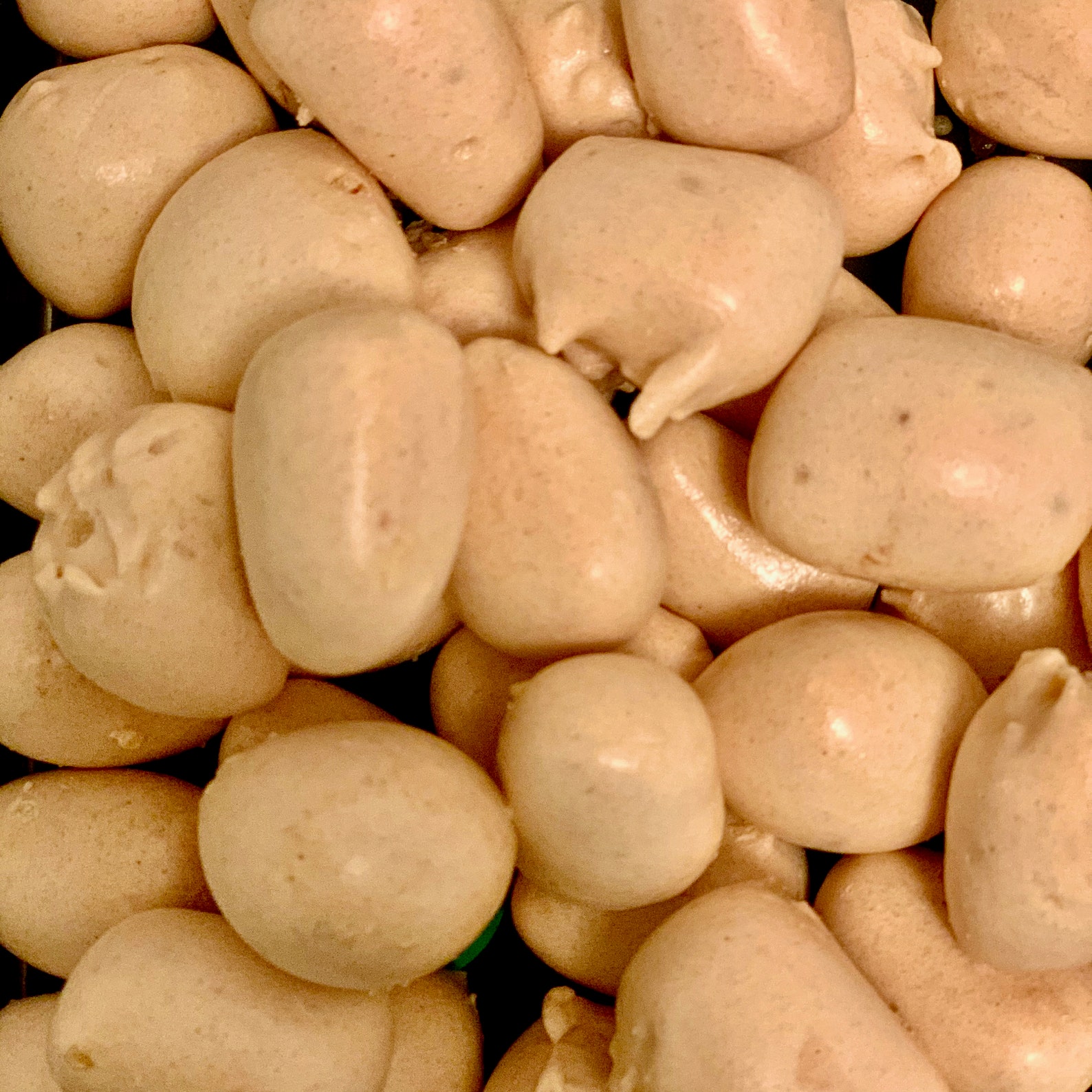 Freeze Dried BitOHoney ShelfStable Crunchy Candy Treats Etsy