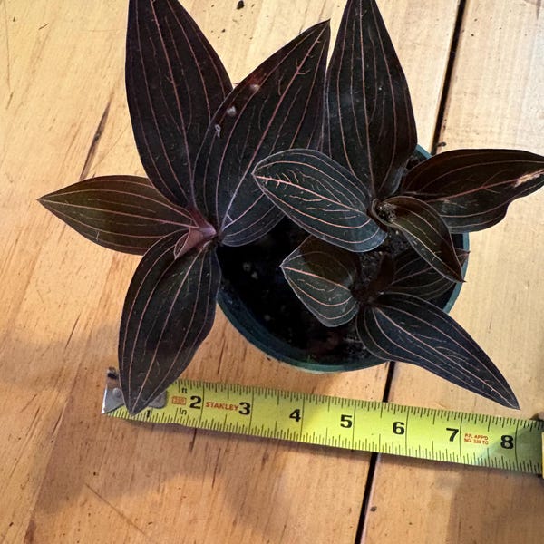 Jewel Orchid