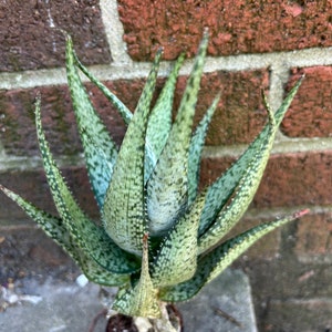 Aloe hybrid