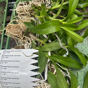 Juvenile Orchids--New selection as of 7/31
