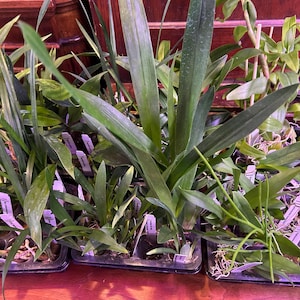 Juvenile Orchids-plugs-closeout sale