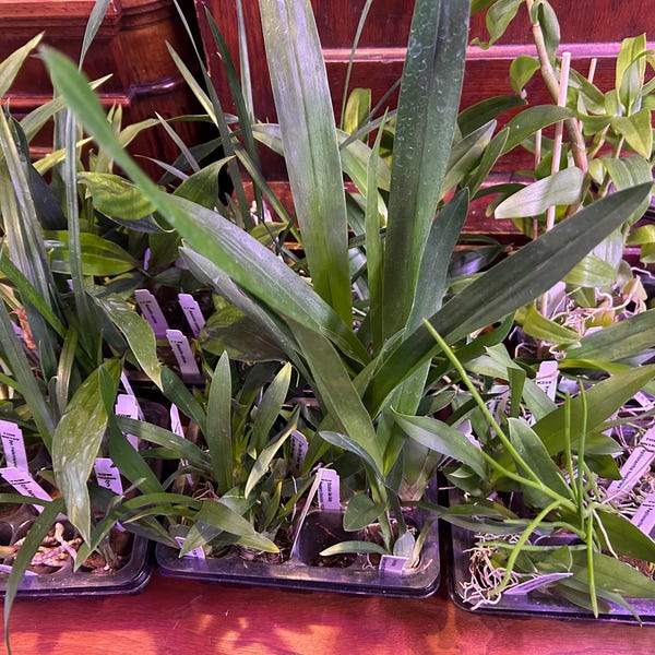 Juvenile Orchid Plugs - Seller's Choice, Closeout Sale