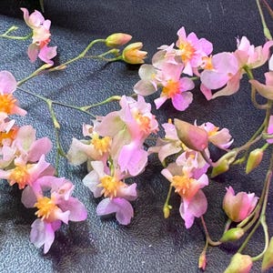 May include: Close-up of a sprig of delicate pink and yellow orchids. The flowers have a soft, layered petal structure with a vibrant yellow center. The stems are thin and green, with unopened buds.