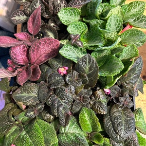 Episcia--Flame Violets