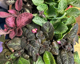 Episcia--Flame Violets