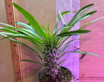 Madagascar Palm--Pachypodium Lameiei