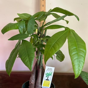 Pachira Aquatica--Money Tree