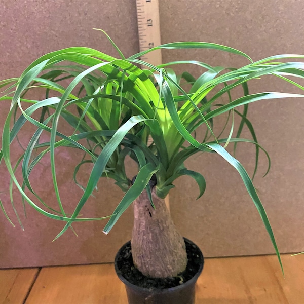 Ponytail palm