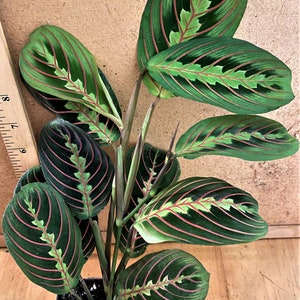May include: A potted prayer plant with large, oval-shaped leaves. The leaves are a deep green with a striking pattern of red veins and a lighter green central area. The plant is in a square black pot, showcasing its vibrant foliage.