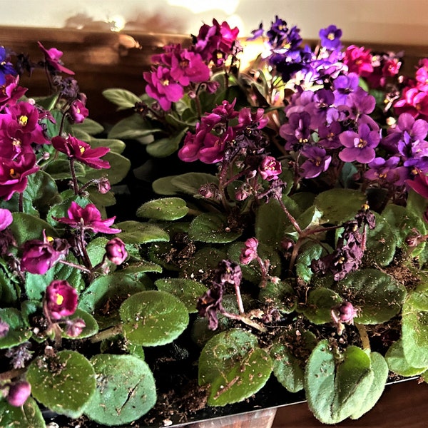 Miniature African Violets