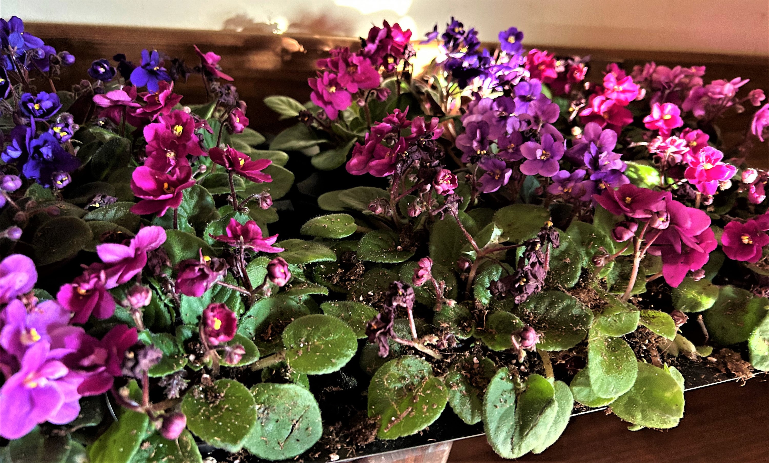 Miniature African Violets--no tag--close out