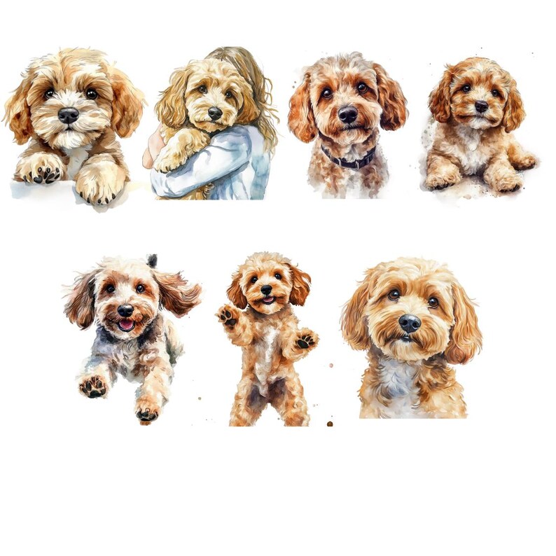 Watercolor Cockapoo Clipart, Cockapoo PNG, Puppies Clipart, Dog Clipart ...