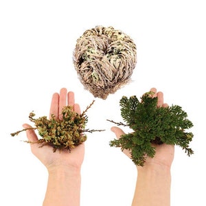 Rose of Jericho - Resurrection Plant