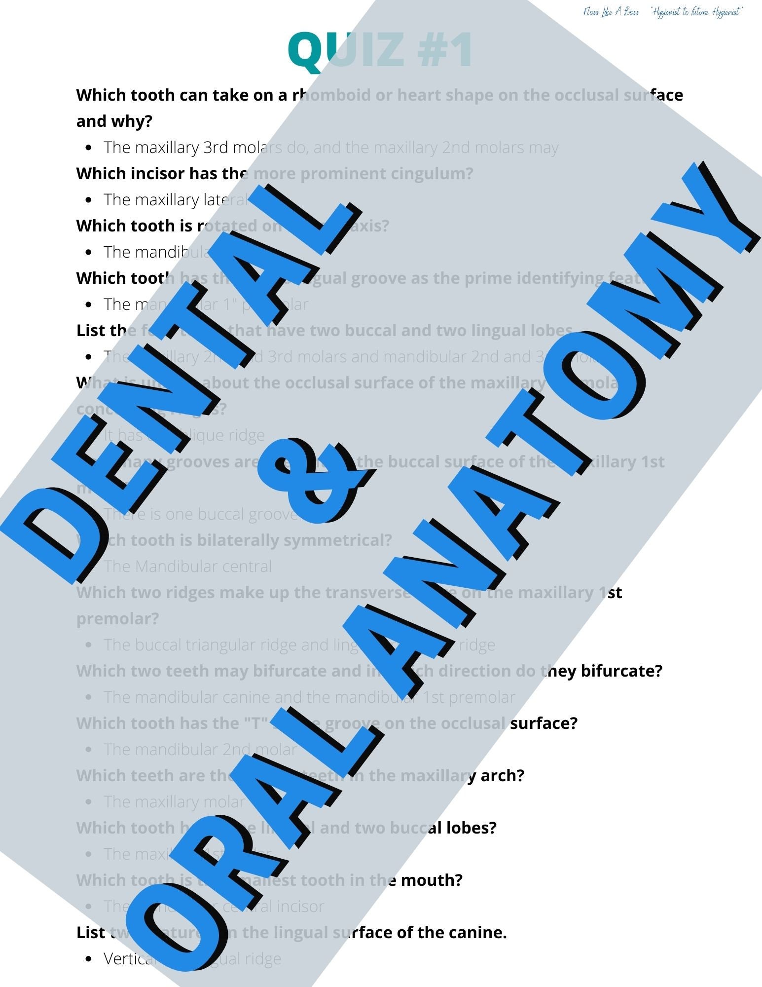 Dental & Oral Anatomy distinctive Features 4 Quizzes and Answers Etsy