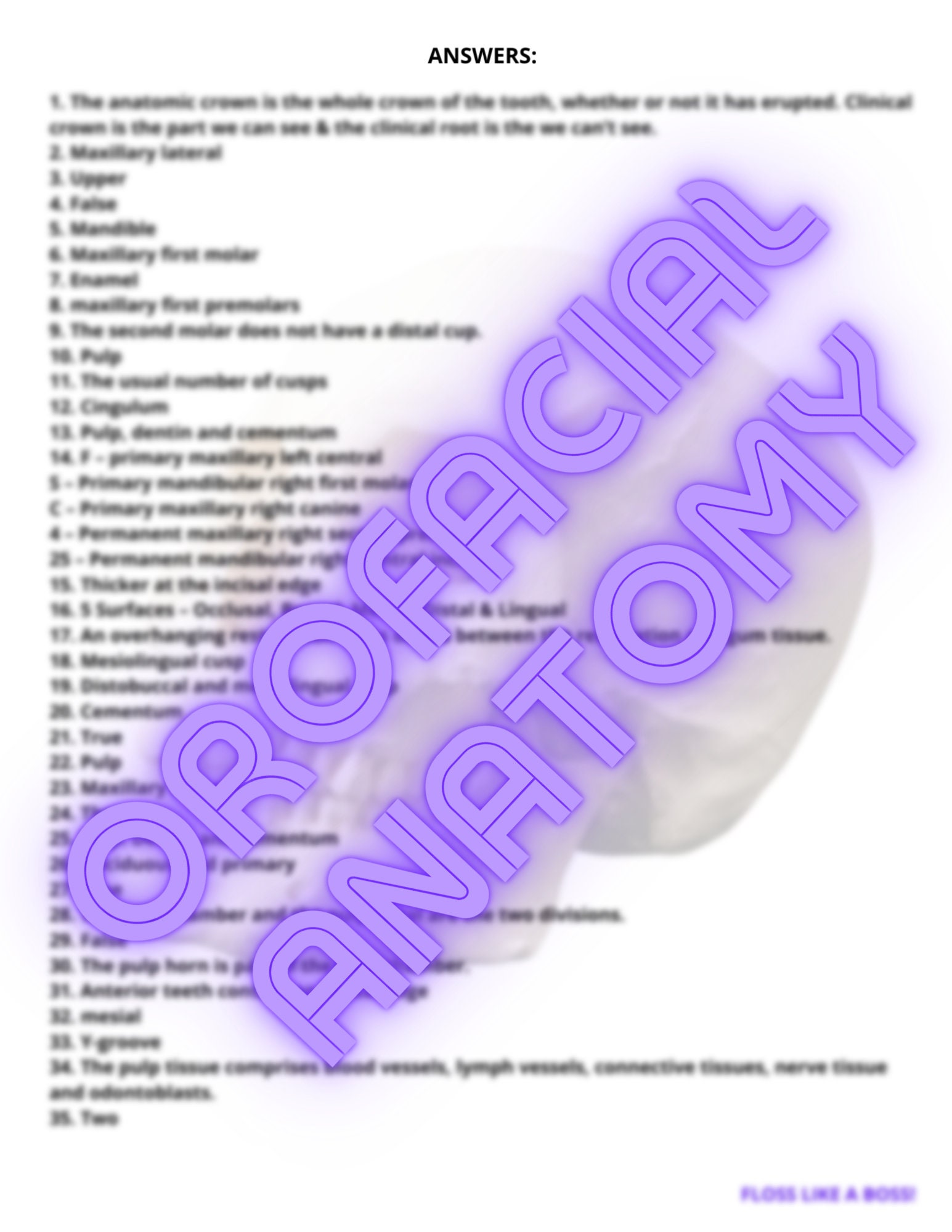 Orofacial Anatomy, head and Neck Anatomy Practice Quizzes, Tests & Answers Etsy