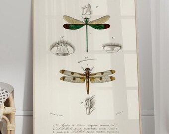 Vintage Dragonfly Print - Natural History Art, Farmhouse Decor