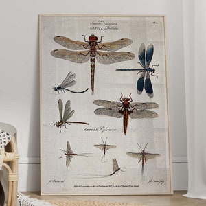 Vintage Dragonfly Poster - Dragonfly Wall Art, Canvas Dragonfly, Gallery Wall Art, Beach House Decor, Natural History Art