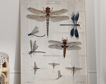 Vintage Dragonfly Print - Natural History Gallery Wall Art