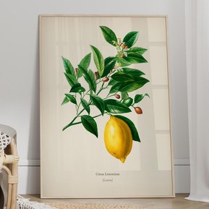 Vintage Lemon Poster - Lemon Wall Art, Kitchen Decor, Kitchen Wall Art, Botanical Poster - FRAME and CANVAS OPTIONS