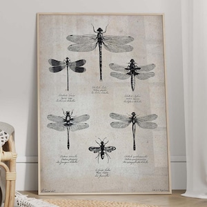 Vintage Dragonfly Poster NO3 - Dragonfly Wall Art, Canvas Dragonfly, Gallery Wall Art, Farmhouse Wall Decor, Natural History Art
